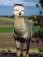 Mannix (alpaca)