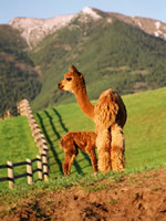 Alpaca mom with cria