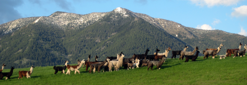 llamas walking up hill at Great Northern Ranch