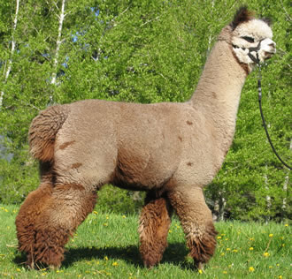 Snowmass Incan Silver